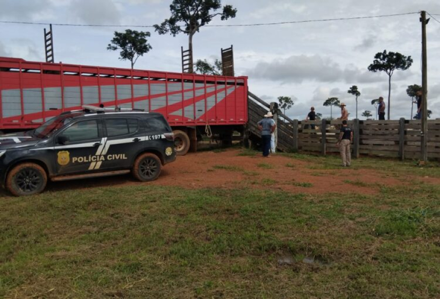 Policiais Civis do Acre e Amazonas com apoio da Policia Federal recupera 45 cabeças de gado furtados de Fazenda de Deputado